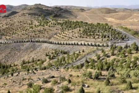 تشکیل قرارگاه جهادی «سرو ایران»/ «کامران پورمقدم» رئیس این قرارگاه شد