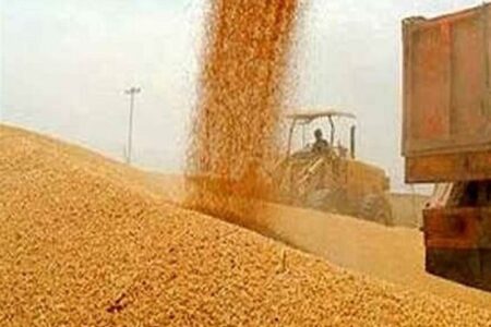 10 درصد مطالبات گندمکاران پرداخت شد