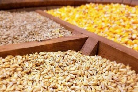 جزئیات تازه از واردات نهاده‌های دامی / گردش مالی سالانه به ۸ میلیارد دلار رسید