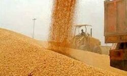 واریز 30 هزار میلیارد تومان به حساب گندم کاران